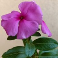 AjoyKumarRoyOfficial