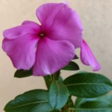 AjoyKumarRoyOfficial