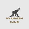 MV AMAZING ANIMAL