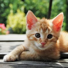Pet anymal