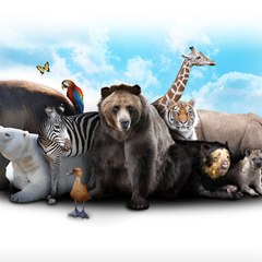 Animals World
