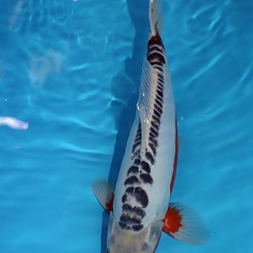 SARIFAN