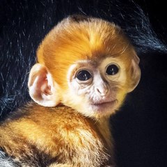 Monkey Jungle