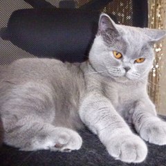 Plume Dechat