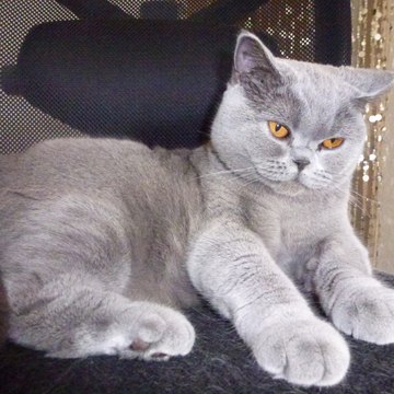 Plume Dechat