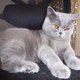 Plume Dechat