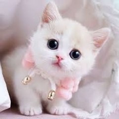 Fanny cate