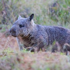 Wombat