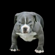 doglovers_americanbully