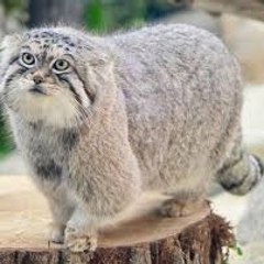 Funny Cats Chanel