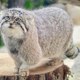 Funny Cats Chanel