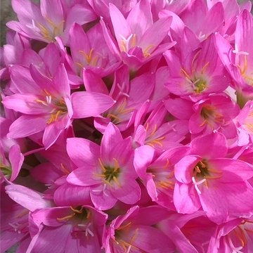 Unique Craft Album