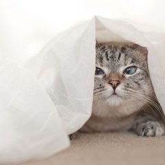 Funny box