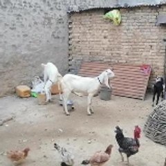 Umair and Awais Vlogs