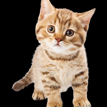 Most Cats funny in the world 111
