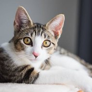 Wildlife Animal Sounds