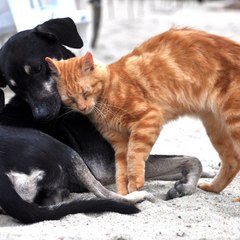 Pet Pals Channel