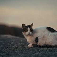 joiz_cats