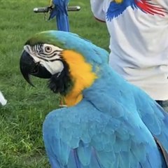 S R Animals Chainals