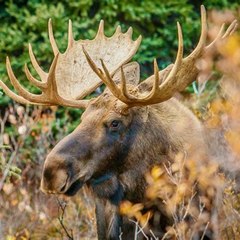 Wildlife Cameras