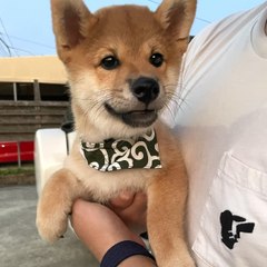 Daily Shibainu Dog