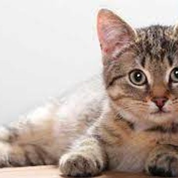 cute cats