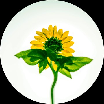 Sunflower Vibes