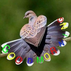 farooq  s