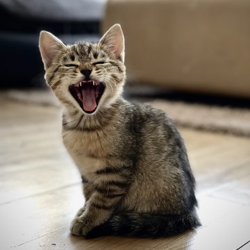 Crazy Billu Billa