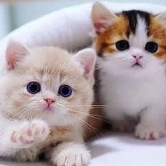 animal lover & infinity star