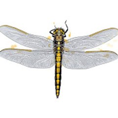 Karaoke Chú Chuồn Chuồn