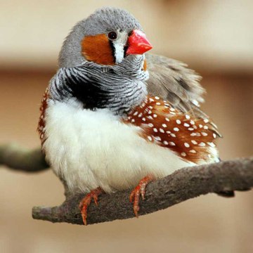 BIRD LOVER