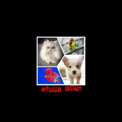 Happy Pet's