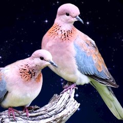 Laughing Doves