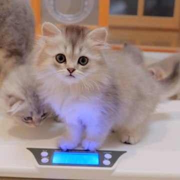 Cat.Dog