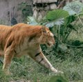 Wildlife Conservation