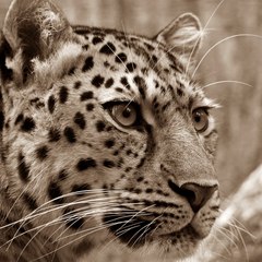 Animal12