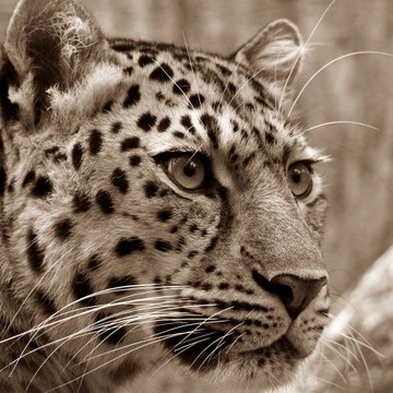 Animal12