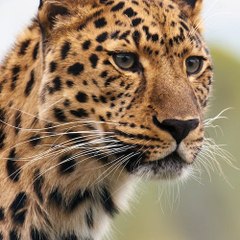 Animals A_Z