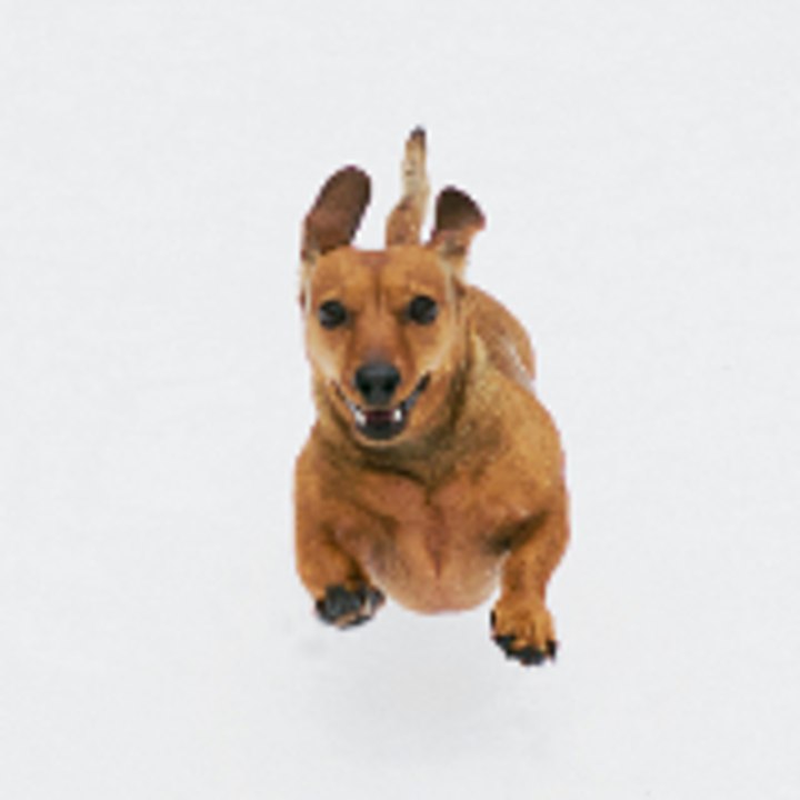 Dailymotion profile picture for @Life-of-animals