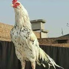 All Pakistan Aseel Lovers