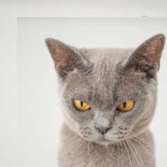 HORA PUSA