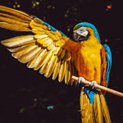 Birds 4k
