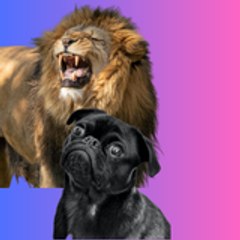 Paws and Play  A channel showcasing pets at play,