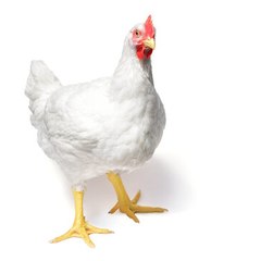 Chuchu ki dunia