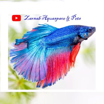 Zarnab Aquaspace & pets