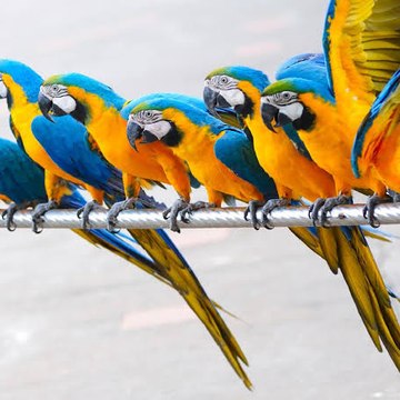Animals And Birds