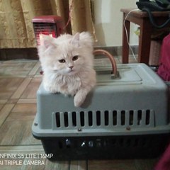 My pet my friend