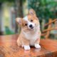 Animalcountry