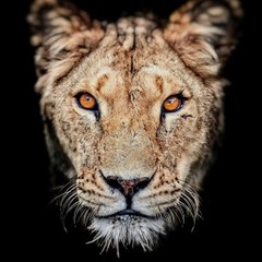 Alakh pandy